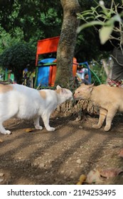 
Two Cute Cats Meeting In The Park