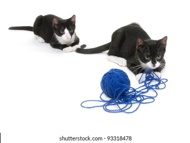 Two cute cats playing with blue yarn on white background - Shutterstock ID 93318478