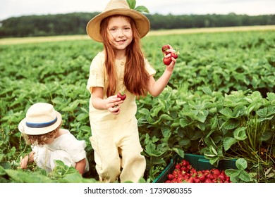 Two cute caucasian kids boy and girl harvesting strawberries in the field and having fun - Powered by Shutterstock