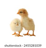 Two cute chicks isolated on white. Baby animals