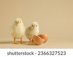 Two cute chicks and pieces of eggshell on beige background, closeup with space for text. Baby animals