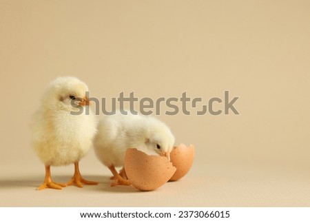 Two cute chicks and pieces of eggshell on beige background, closeup with space for text. Baby animals