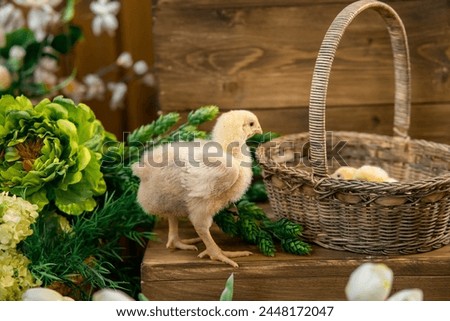 Two cute chicks and pieces of eggshell on beige background, closeup with space for text. Baby animals. High quality photo