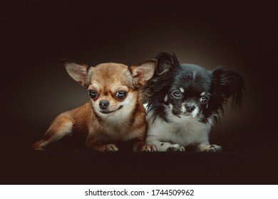 犬 後ろ姿 の写真素材 画像 写真 Shutterstock