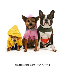 Two Cute Chihuahuas And A Boston Terrier In Rain Jackets Isolated On A White Background In The Studio