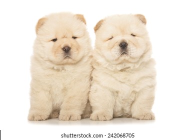 Chow Puppy Images Stock Photos Vectors Shutterstock