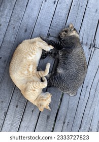 Two cute chubby sleeping cats lay down in cirlce