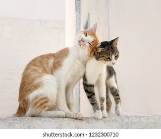 Two Cute Companioned Cats Side By Side On A Wall Rubbing Their Heads Against Each Other, An Affiliative Behavior Also Known As Head Butting, Bunting Or Allorubbing, Aegean Island, Greece, Europe