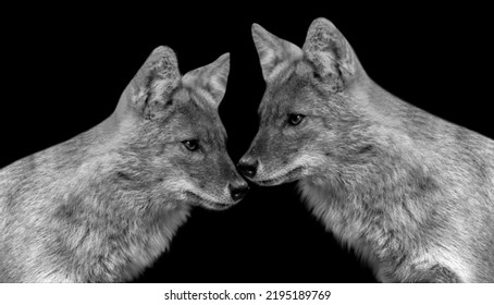 4,877 Fox Couple Images, Stock Photos & Vectors | Shutterstock