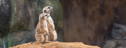 Two Cute Curious Meerkats Stand On Their Hind Legs On A Sandy Hill And Look Away. Zoo, Animals.