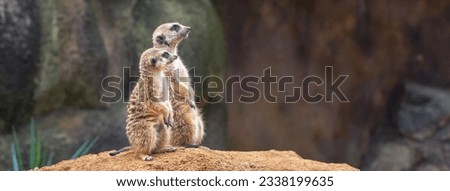 Two cute curious meerkats stand on their hind legs on a sandy hill and look away. Zoo, animals.
