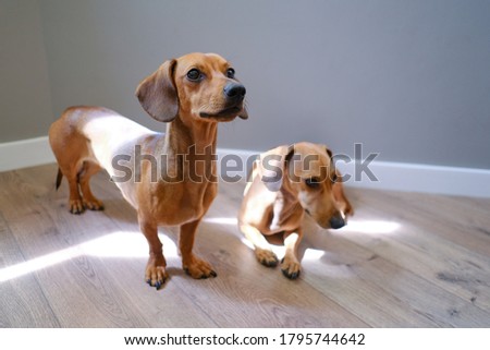 Two cute dachshund sitting together, pets at home, pet’s life