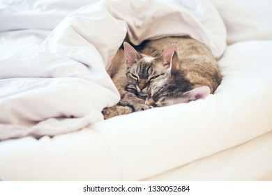 Two cute Devon Rex cats sleeping together in the bed under the blanket. Early morning scene.  Selective focus.  - Shutterstock ID 1330052684