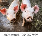 Two cute dirty pigs in the mud staring at the camera