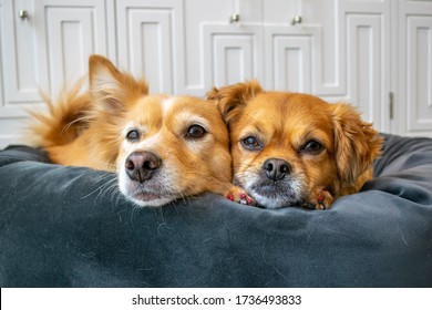 Two cute dogs laying down cuddling