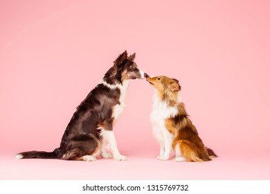 Two cute dogs licked