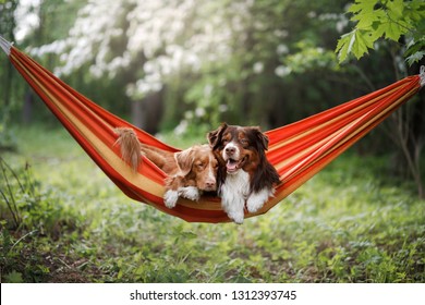 two cute dogs lying in a hammock in nature. Rest with a pet, Nova Scotia Retriever and Australian Shepherd