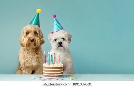 Two cute dogs with party hats and birthday cake