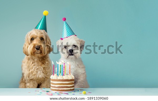 Photo De Stock Deux Chiens Mignons Avec Chapeau De Shutterstock