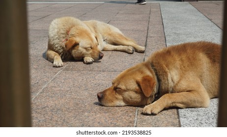 Two Cute Dogs Sleep Very Soundly Under The Sun