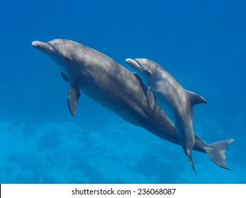 Two cute dolphins smimming in the blue ocean over the coral reef, selective focus - Shutterstock ID 236068087