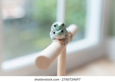 Two cute Dumpy Tree Frogs sitting on a wooden perch, Close-up of White's Tree Frogs (Litoria caerulea).