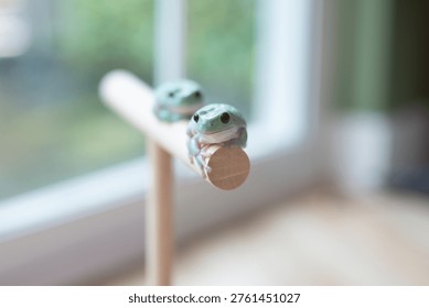 Two cute Dumpy Tree Frogs sitting on a wooden perch, Close-up of White's Tree Frogs (Litoria caerulea).