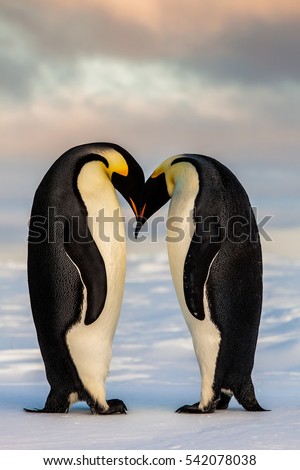 Two cute Emperor penguins in love
