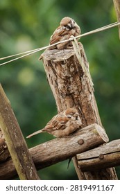 Two cute Eurasian tree sparrows perched together on a rustic wooden fence in a garden with a soft blurred green background.