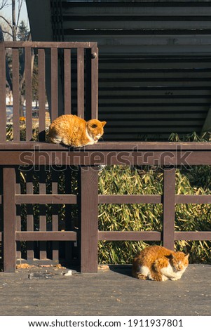 Two cute fat yellow sleepy cat sitting at wooden fence with sun light
