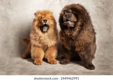 Two cute fluffy chow chows. An adult black dog and a red puppy. Studio photography. Highly purebred Chow puppies, breeding Chow Chow breed.