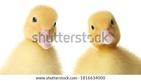 Two cute fluffy ducklings on white background. Farm animals