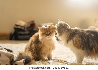 Two Cute Fluffy Exotic Scottish Fold Cats Sitting Together in Room With Toy - Powered by Shutterstock