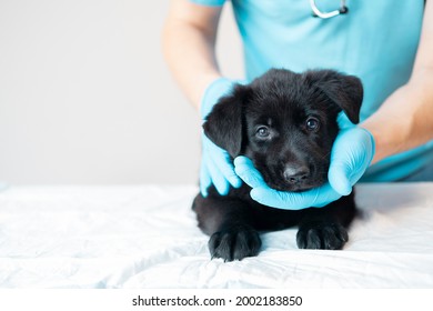 Two Cute Fluffy German Shepherd Puppy On Veterinarian's Hands. Vet Examines The Dog. Banner With Copy Space