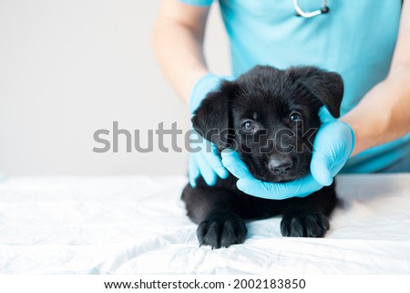 two cute fluffy German Shepherd puppy on veterinarian's hands. vet examines the dog. banner with copy space