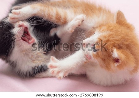 Two cute, fluffy kittens playing. One is orange and the other is tabby.