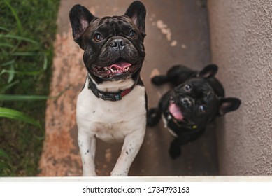 Two Cute Frenchie Bulldogs Looking Up