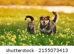 two cute furry friends striped cat and cheerful dog are walking in a sunny spring meadow