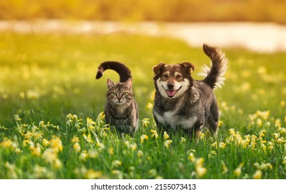 two cute furry friends striped cat   cheerful dog are walking in sunny spring meadow
