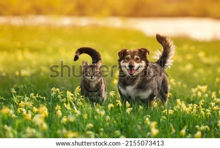 two cute furry friends striped cat and cheerful dog are walking in a sunny spring meadow