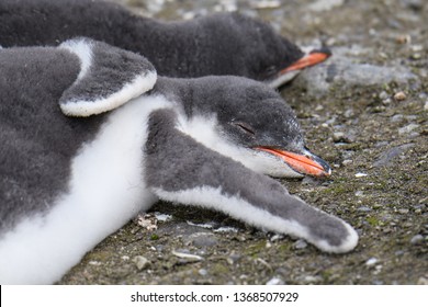 Image result for penguin arm
