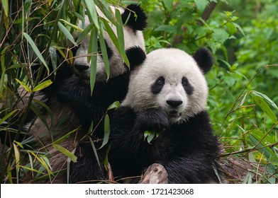 Two cute giant panda bears enjoy eating bamboo
