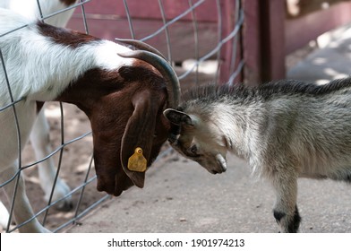 Two Cute Goats Butting Heads