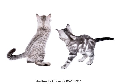 Two cute gray kittens scottish straight playing together, back view, isolated on white background