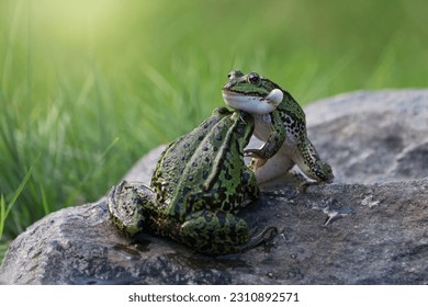Two cute green frogs appears to be fighting while one of them with inflated vocal sacs