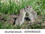 Two Cute Ground Squirrels Sharing a Little Kiss