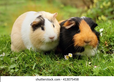 Two Cute Guinea Pigs