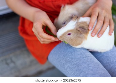 Two cute guinea pigs comfortably sitting on girl's laps. Top view. Concept of care about animals.