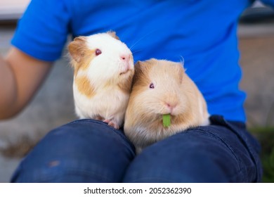Two cute guinea pigs comfortably sitting on boy's laps. Horizontal, selective focus. 