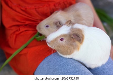 Two cute guinea pigs comfortably sitting on girl's laps. Closeup, selective focus.
